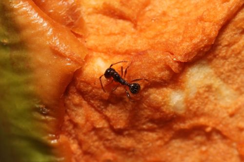 ant work close