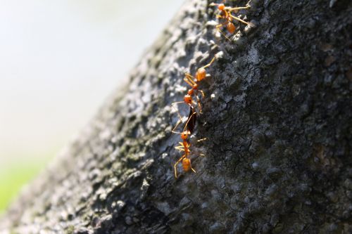 ant tree sharing