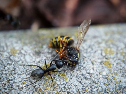 ant wasp insect