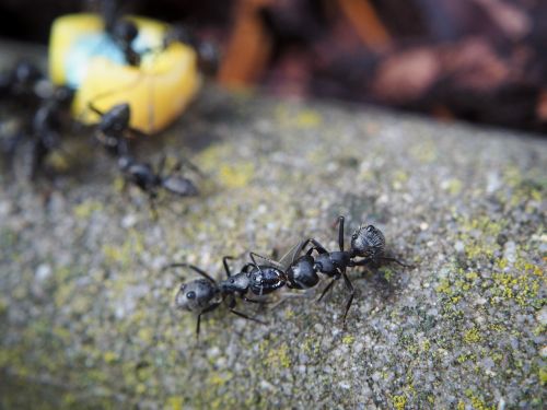 ant ants eat