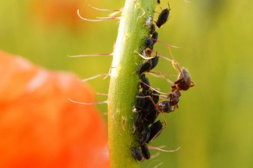 ant aphids macro