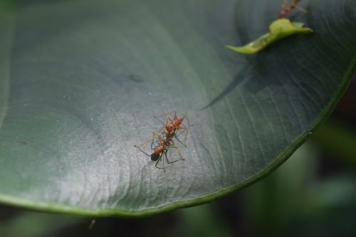 ant fight war