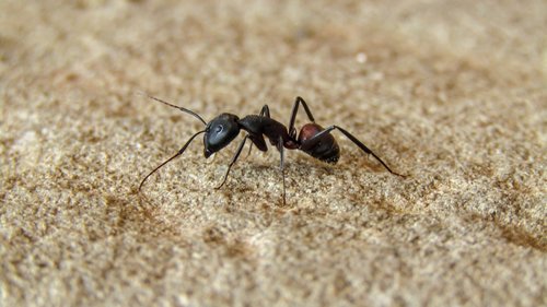 ant  black ant  nature