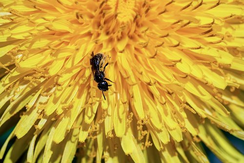 ant  black ant  formicidae