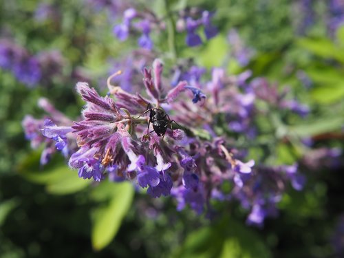 ant  insect  garden