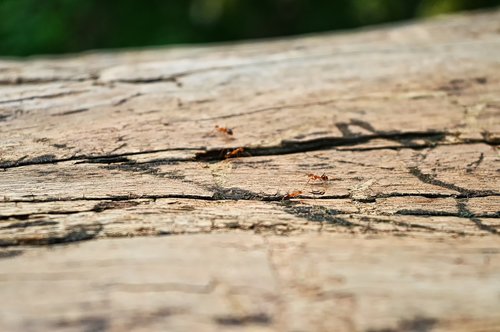 ant  wood  nature