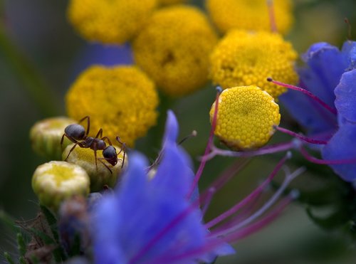 ant  flowers  yellow