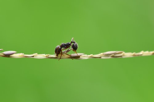 ant  karınca  macro