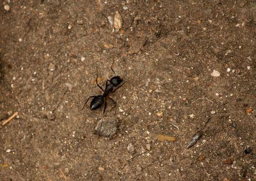 ant insect black