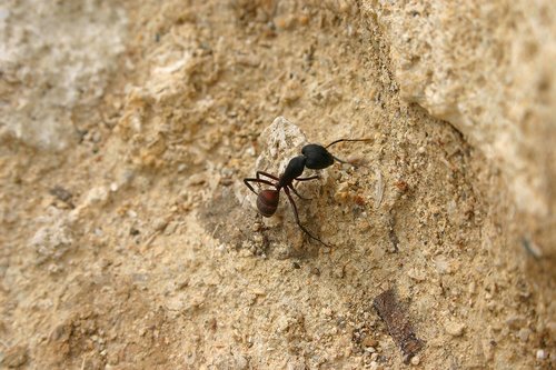 ant  sand  nature