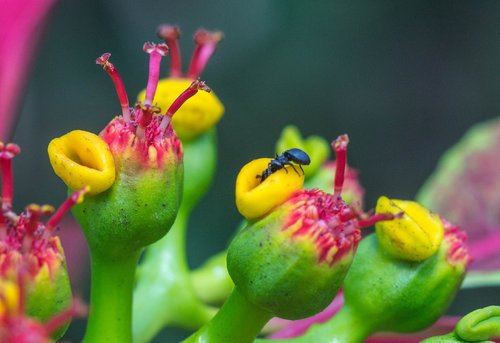 ant  flower  nature