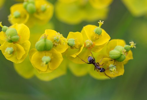 ant  insecta  plant