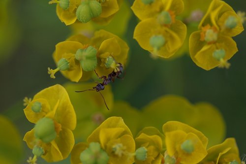ant  insecta  plant