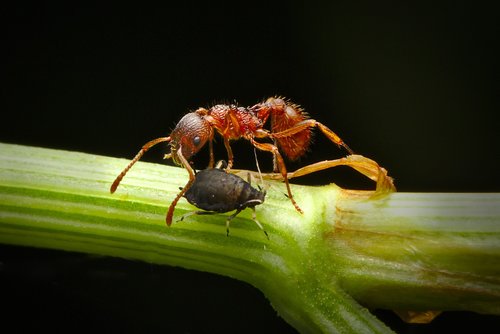 ant  aphid  insect