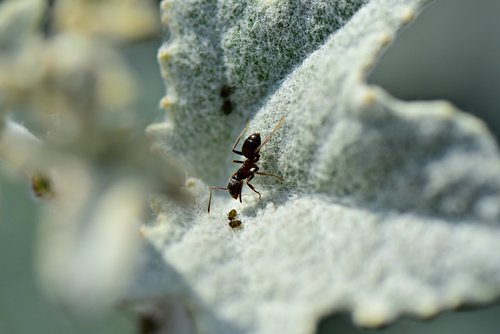 ant  insect  animal