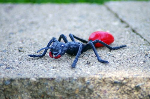 ant summer toy