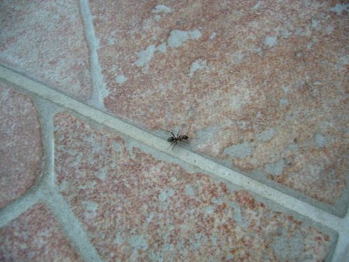 ant stone crack