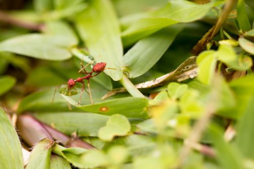 ant weaver ant weaver