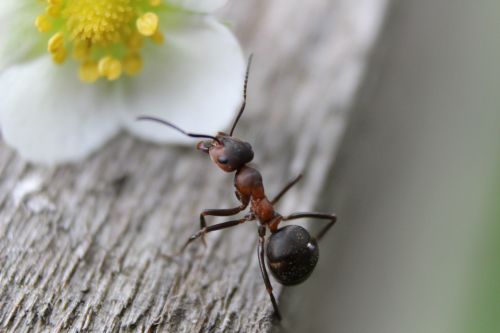 ant ants nature