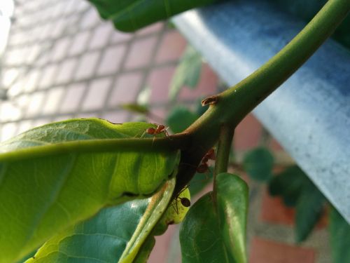 ant leaf green