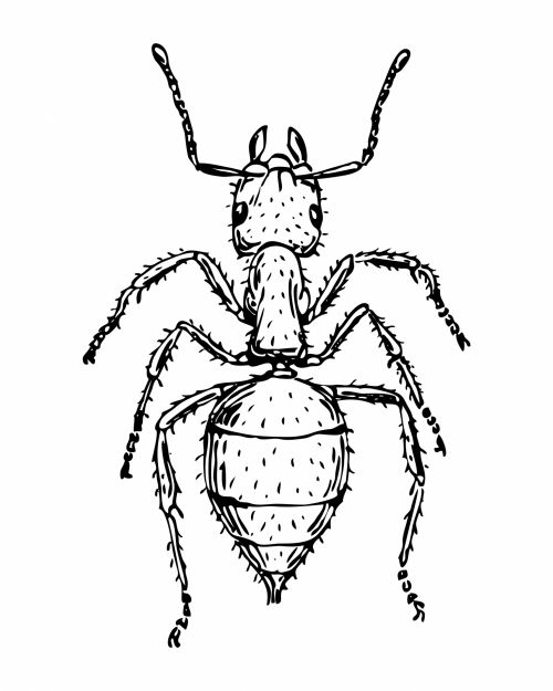 Ant Clipart Illustration