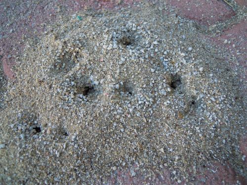 ant nest ants hole