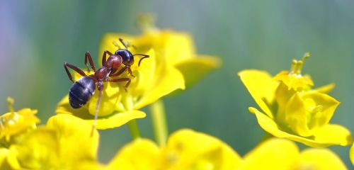 insect nature live