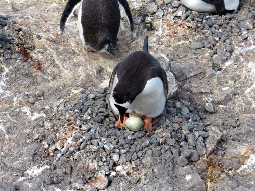 antarctica penguin shetlands