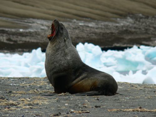 antarctica seal male