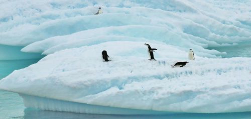 antarctica mad penguin sea
