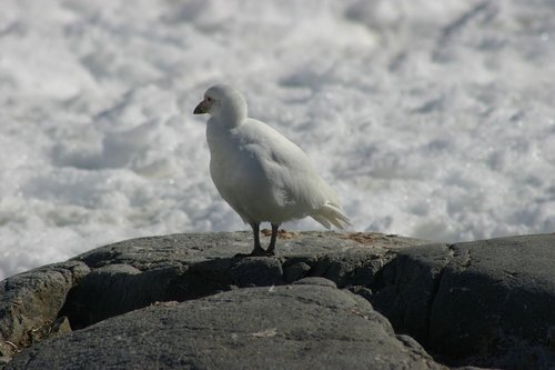 antarctica  adventure  expedition