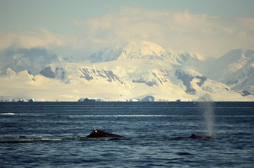 antarctica  whales  landscape
