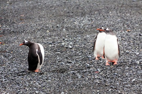 antarctica  continent  penguins