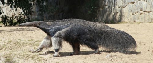 anteater sand only