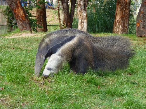 anteater animal ants