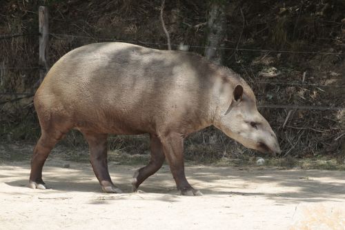 anteater animals fauna