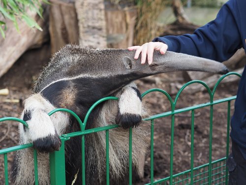 anteater  longleat  zoo