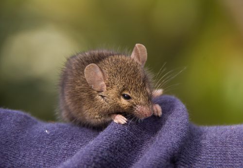 antechinus marsupial mouse marsupial