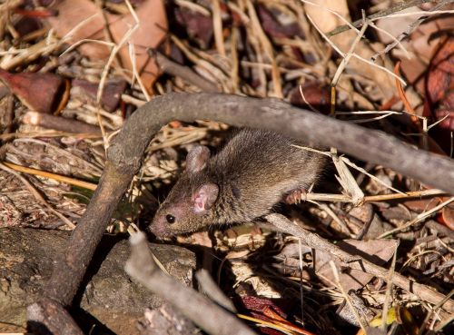 antechinus marsupial mouse marsupial