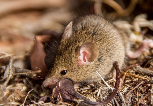 antechinus marsupial mouse marsupial