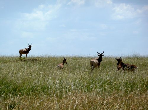 antelope kenya africa