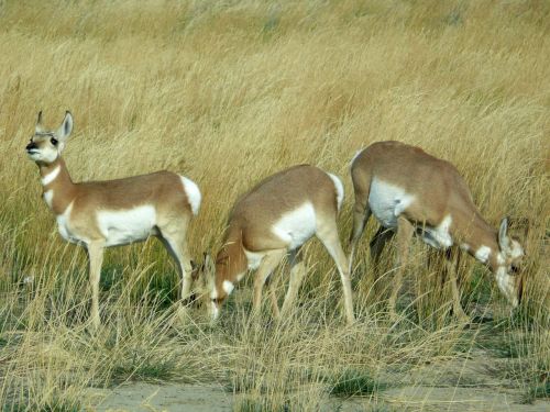antelope west prairie