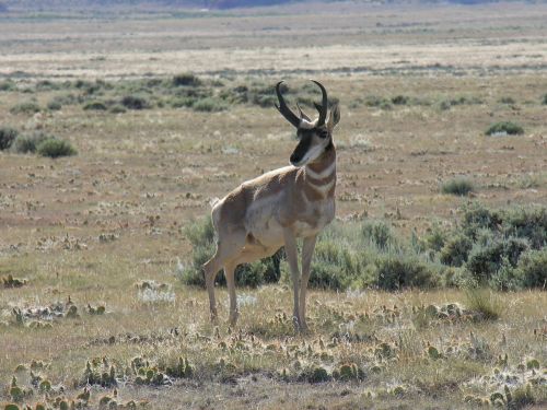 antelope pronghorn nature