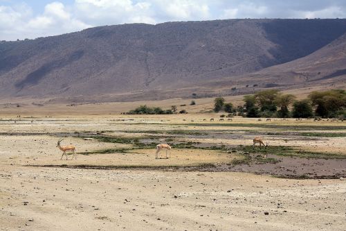 antelope impala safari