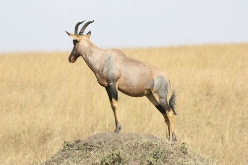 antelope tanzania africa