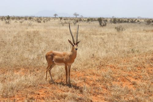 antelope kenya desert