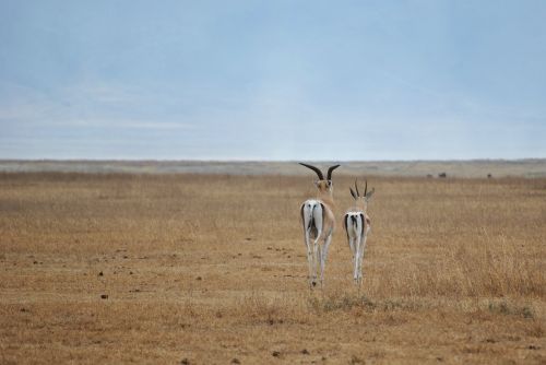 antelope ngorongoro crater