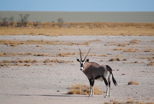 antelope africa namibia