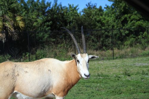 antelope zoo florida