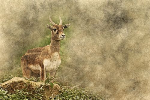 antelope deer standing